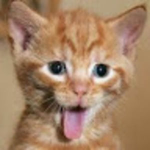 Meet your Posher, Ella